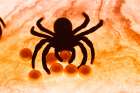 Spider on web Art Print